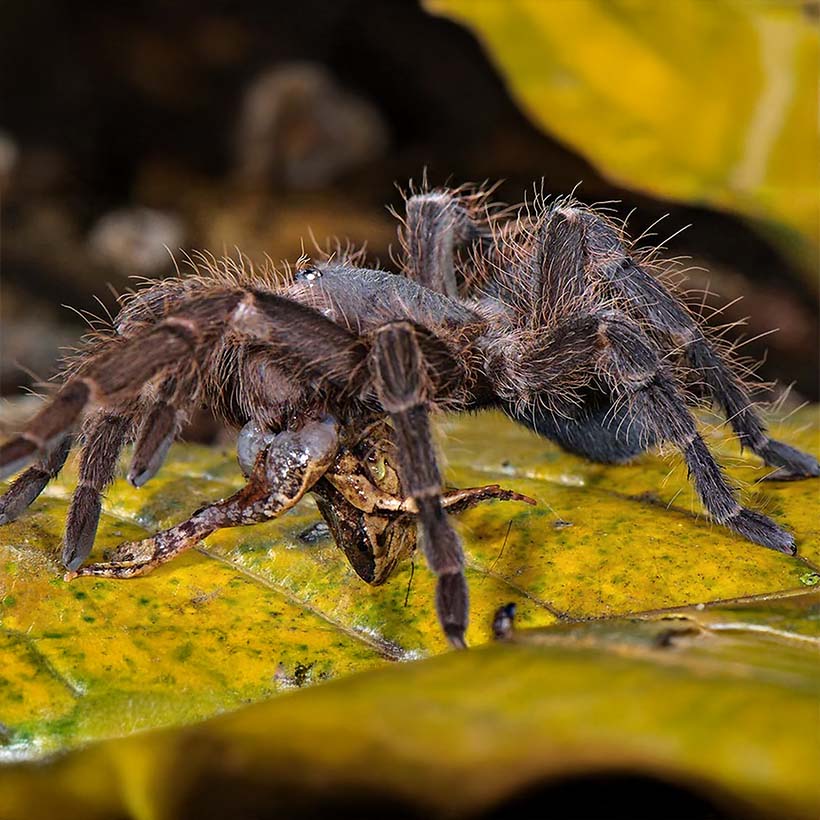 Vogelspinne beim fressen