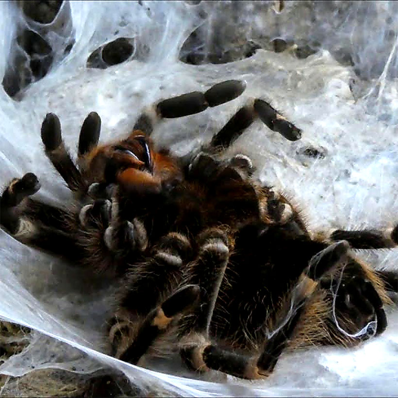 Vogelspinnen füttern- Häutung