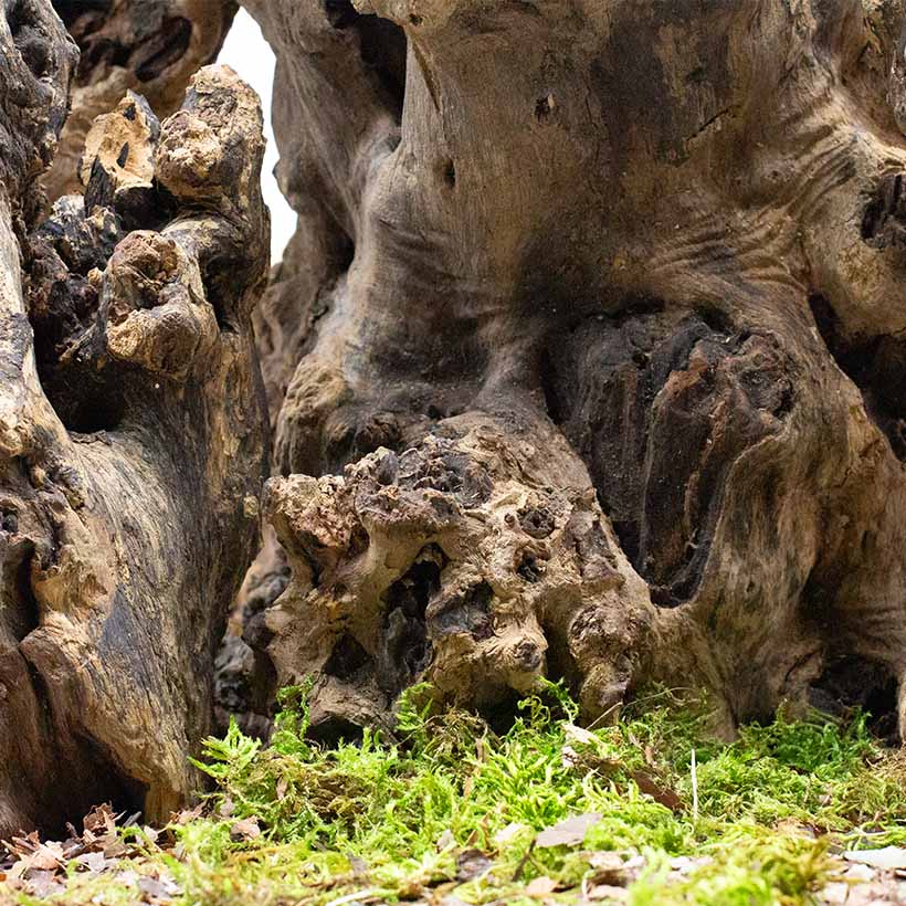 Crown Wood- Terrarium