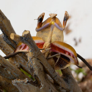 Deroplatys truncata-Angriffsstellung