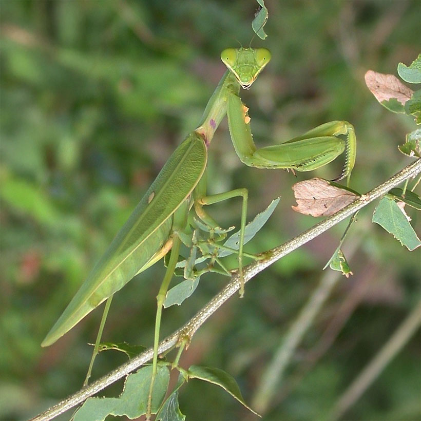 Hierodula patellifera