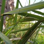 Invasive Mantiden- Hierodula tenuidentata