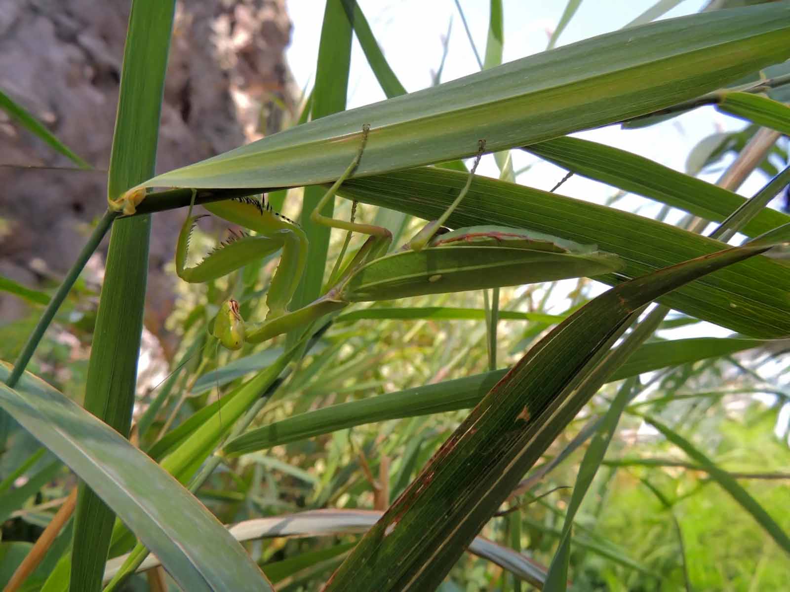 Invasive Mantiden- Hierodula tenuidentata