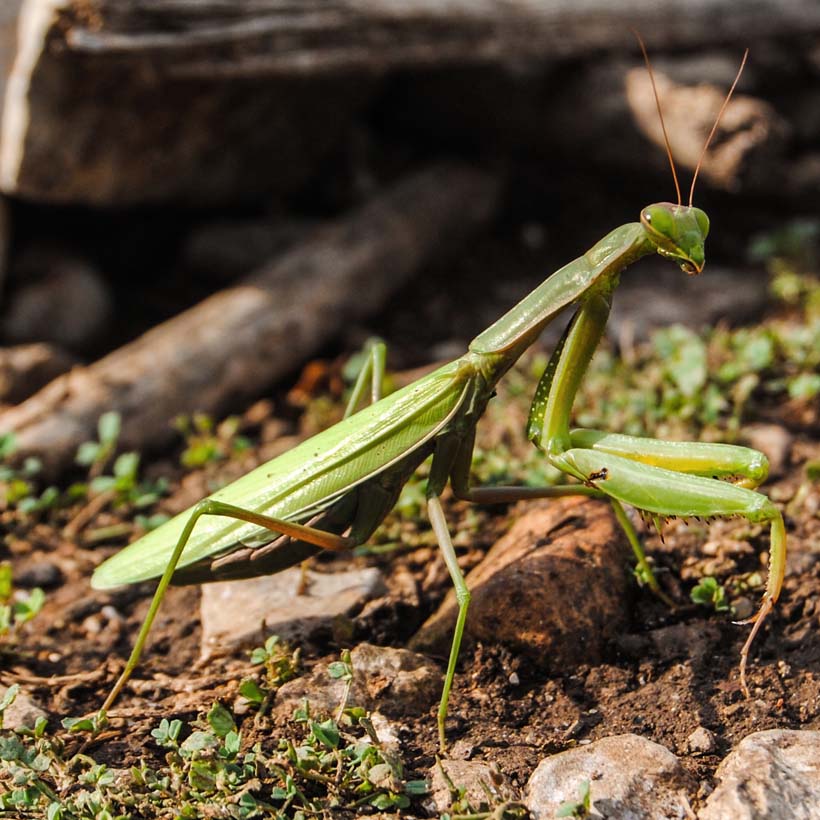 Mantis religiosa