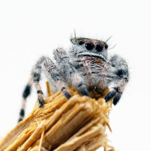Phidippus-regius-Bahamas.jpg