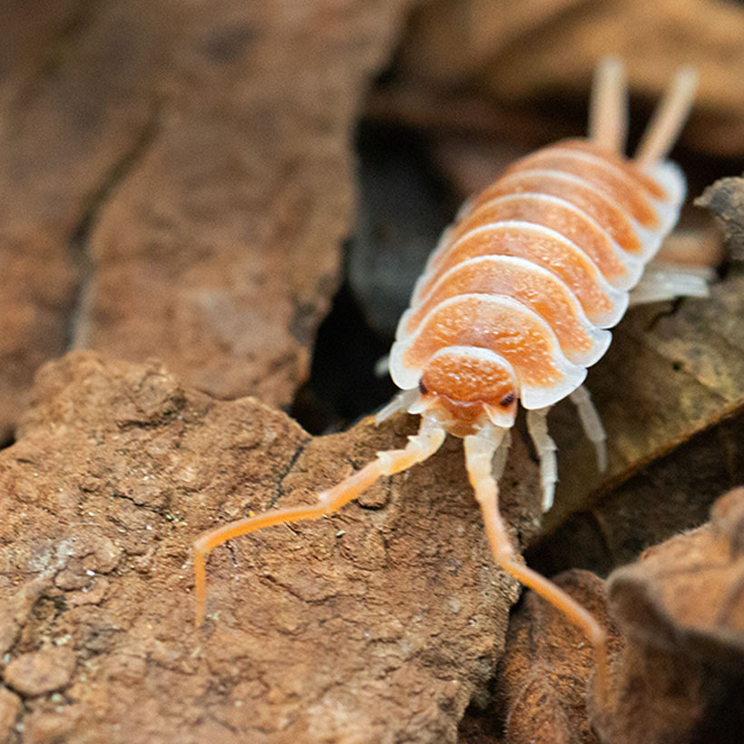 Porcellio hoffmannseggi "Orange"-Vorne