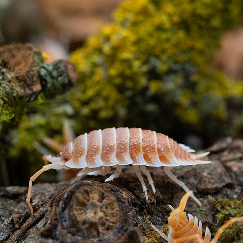 Porcellio hoffmannseggi "Orange"