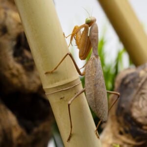 Sphodromantis lineola