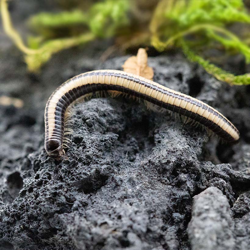 Spirobolellus spec. „Maui“