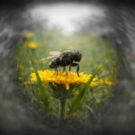 Springspinnen Sehsystem-Beitragsfoto