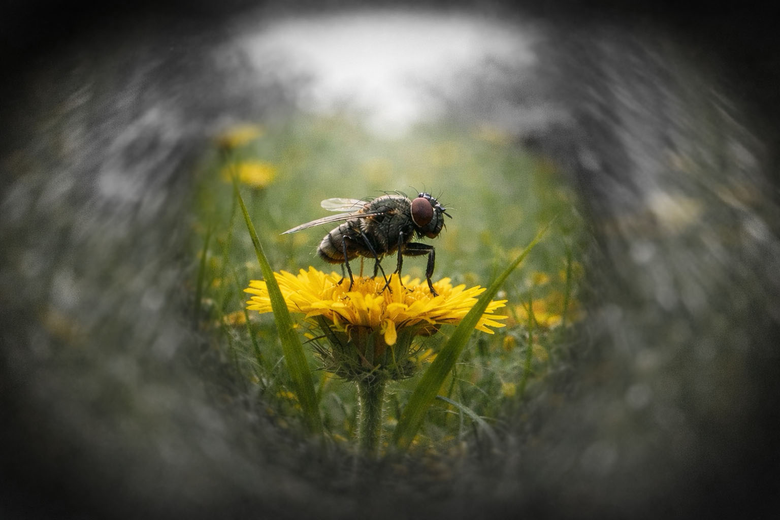 Springspinnen Sehsystem-Beitragsfoto
