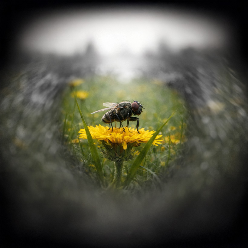 Springspinnen Sehsystem-Sichtfeld