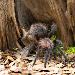 Tliltocatl albopilosus "Hobbyform"