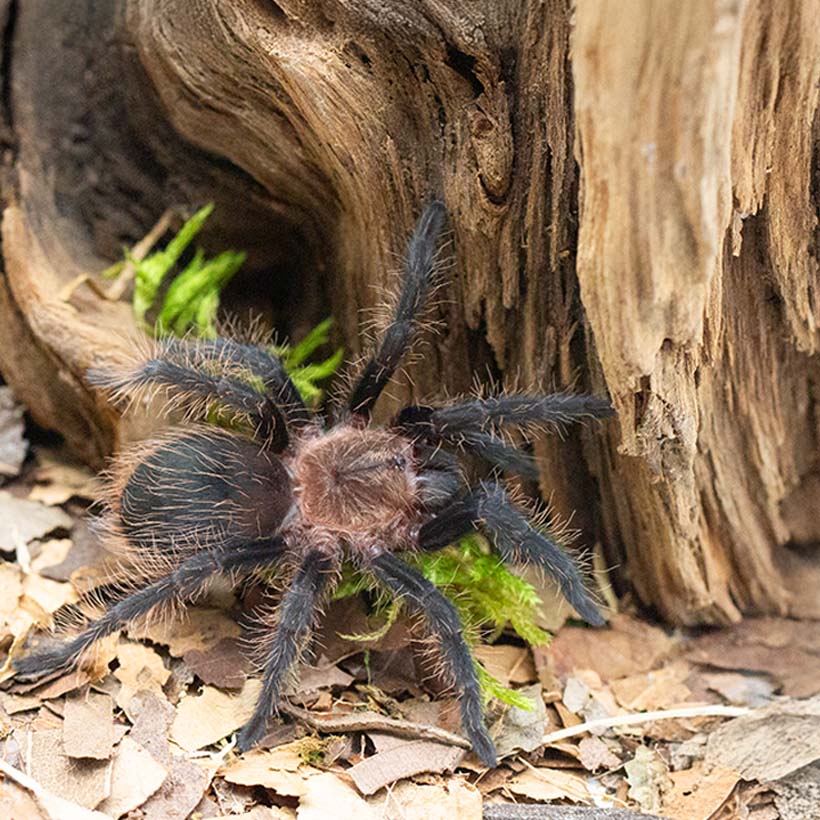 Tliltocatl albopilosus "Hobbyform"-Draufsicht