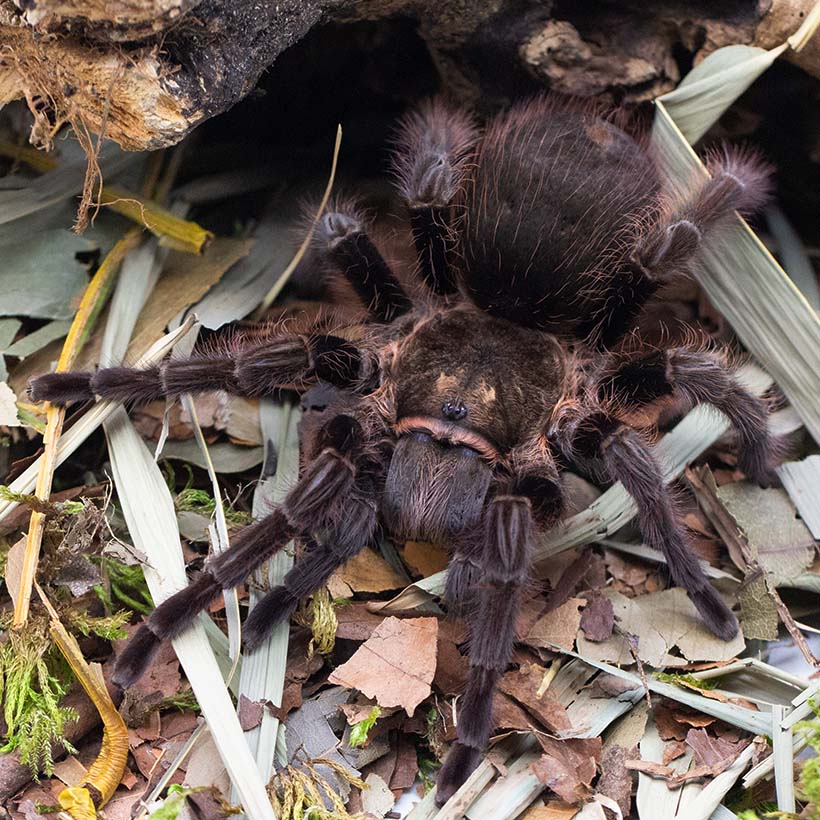 Tliltocatl albopilosus "hobby form" top view2