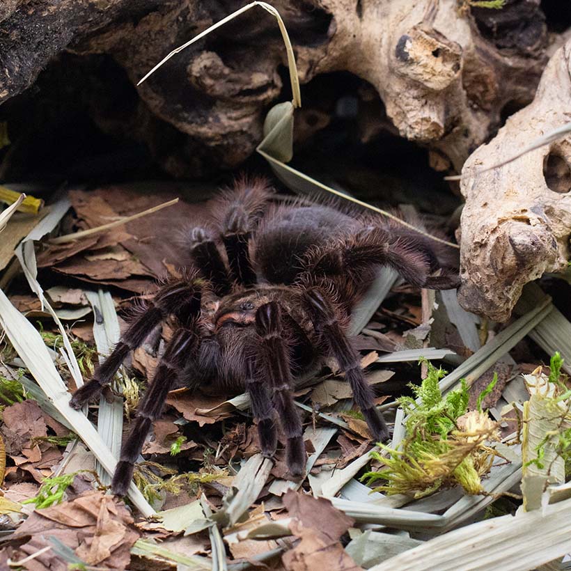 Tliltocatl albopilosus "Hobbyform"-Höhle