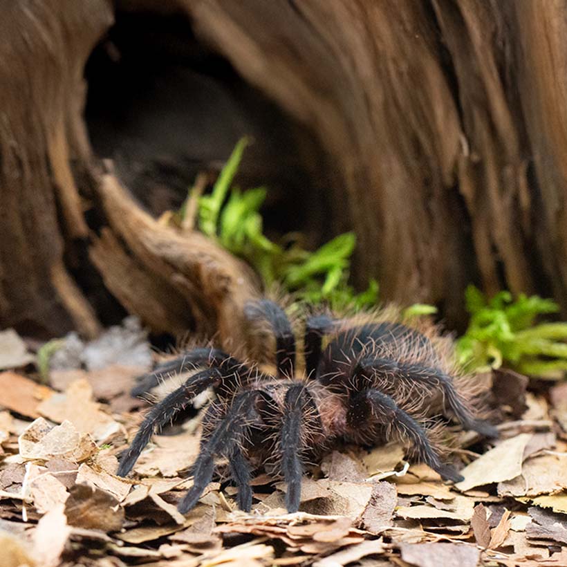 Tliltocatl albopilosus "Hobbyform"- Seitliche Aufnahme