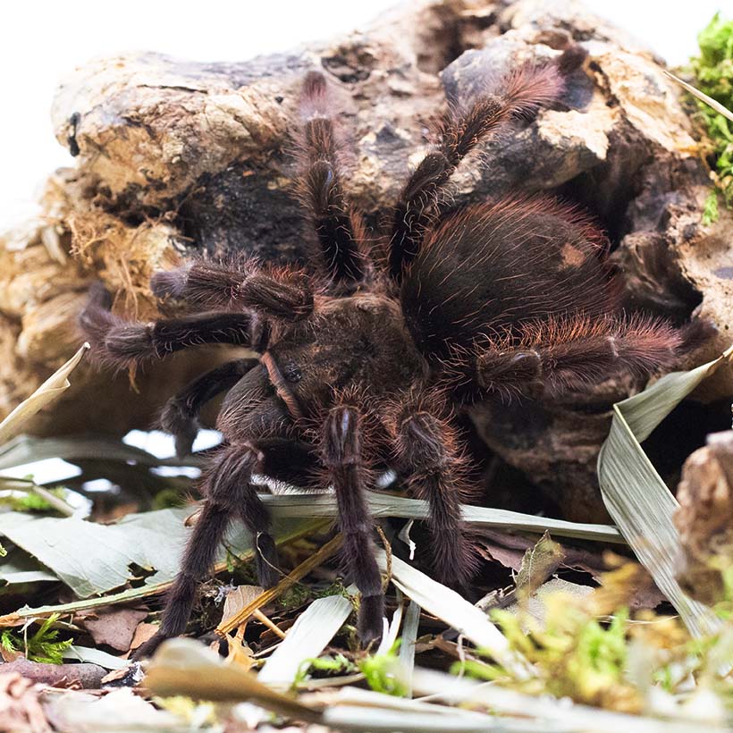 Tliltocatl albopilosus "Hobbyform" root