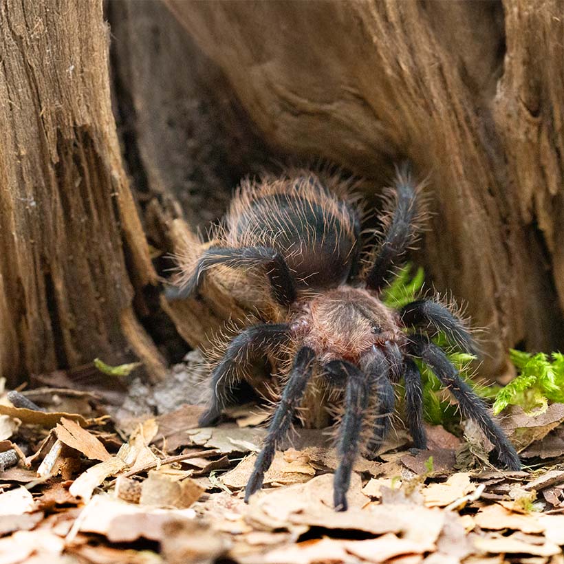 Tliltocatl albopilosus "Hobbyform"