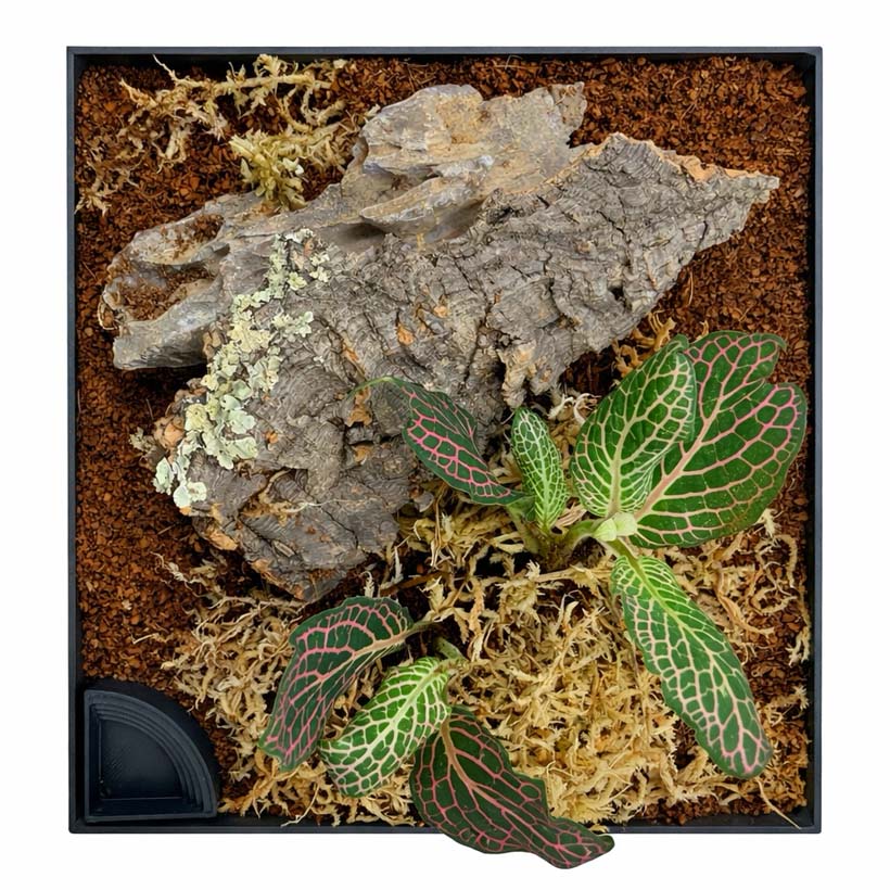 Tliltocatl albopilosus Komplettset MINI-Einrichtung