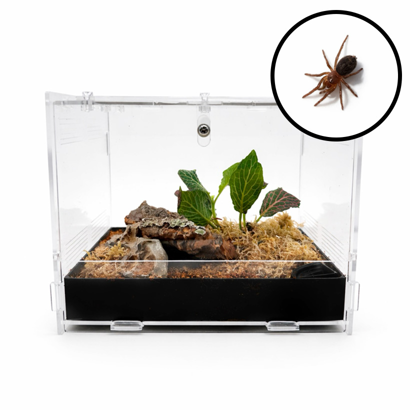 Tliltocatl albopilosus Komplettset MINI