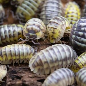 Armadillidium gestroi "Milky Way"-Gruppe