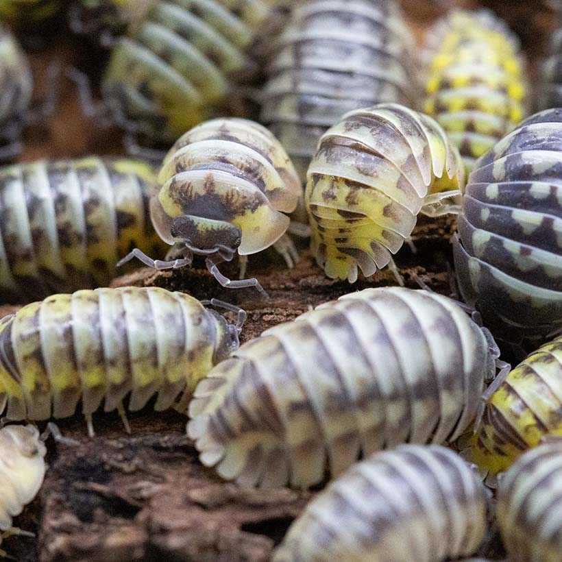Armadillidium gestroi "Milky Way"-Gruppe