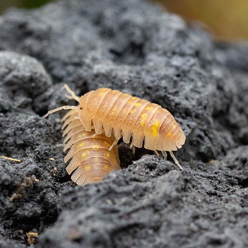 Armadillidium granulatum "Soft Orange"-Seite