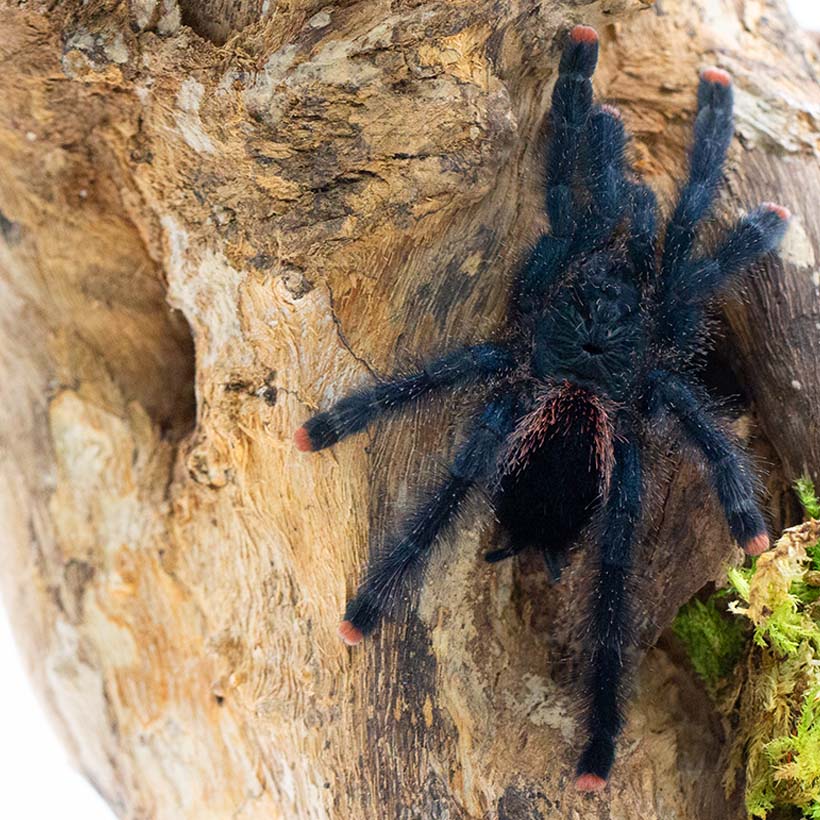 Avicularia metallica