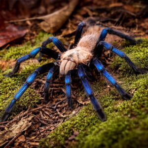 Birupes simoroxigorum