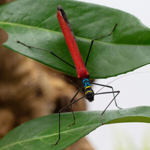 Calvisia kneubuehleri