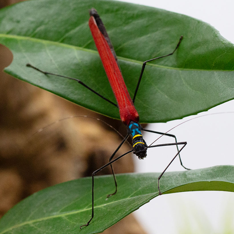 Calvisia kneubuehleri