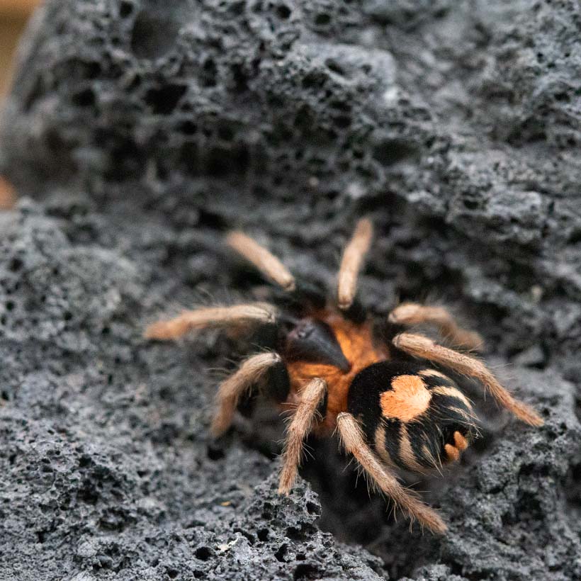 Cyriocosmus elegans-Abdomen