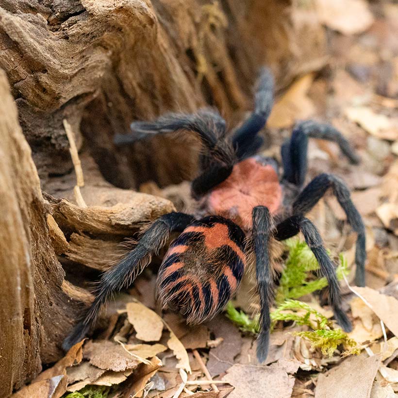 Davus pentaloris-Abdomen