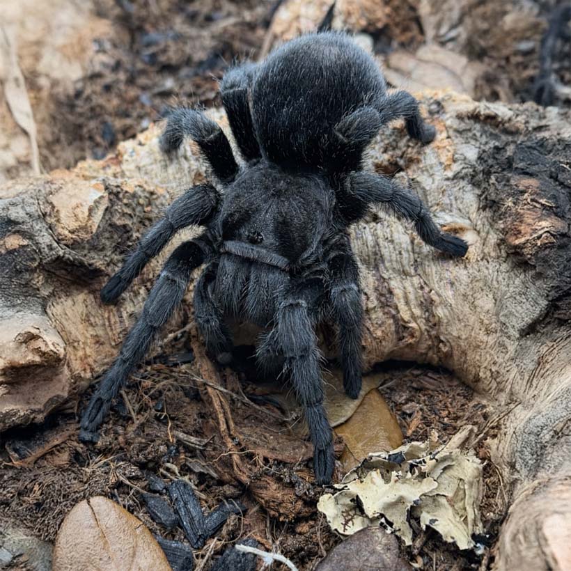 Grammostola pulchra