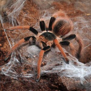 Megaphobema robustum