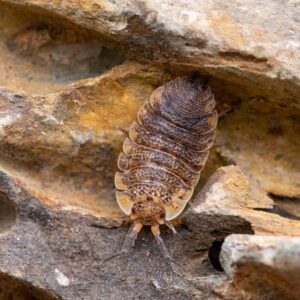 Porcellio echinatus "Calico"