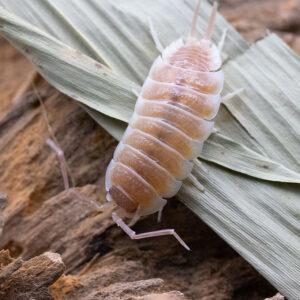 Porcellio flavocinctus "Karamell"