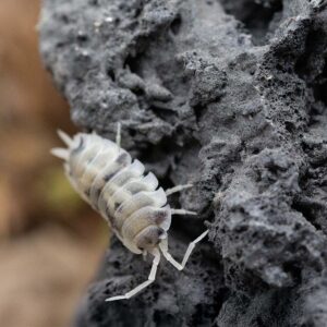 Porcellio scaber "Moonstone"