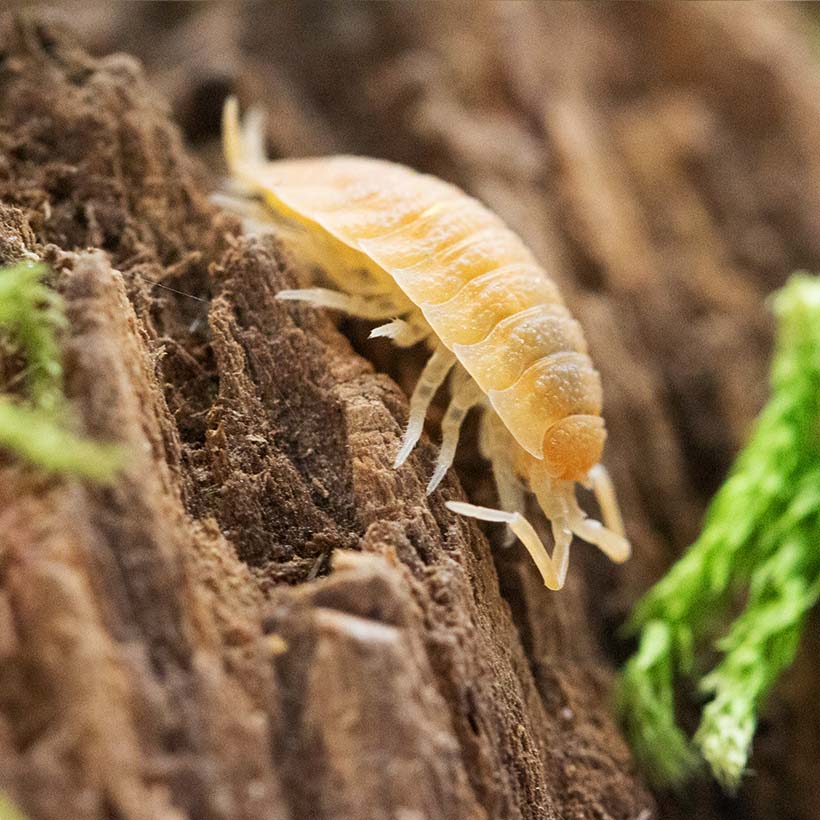 Porcellio scaber "Yellow Snow"-Seite
