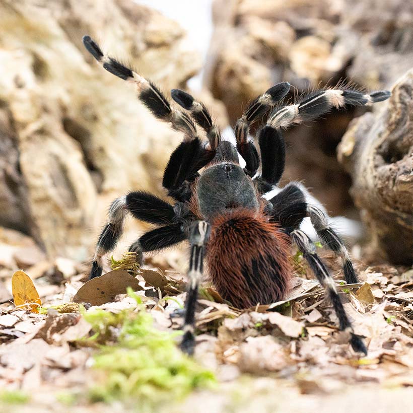 Vitalius chromatus-Angriffsstellung