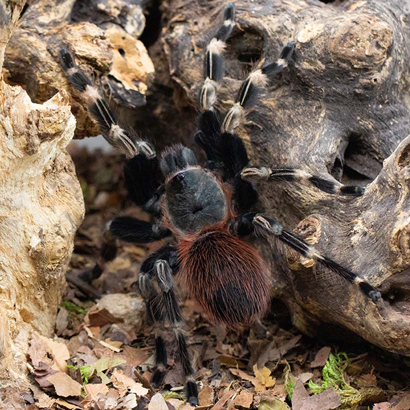 Vitalius chromatus-Produktfoto