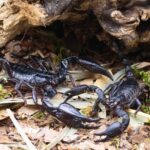 Heterometrus spinifer vs Heterometrus silenus Unterschied-Beitragsbild