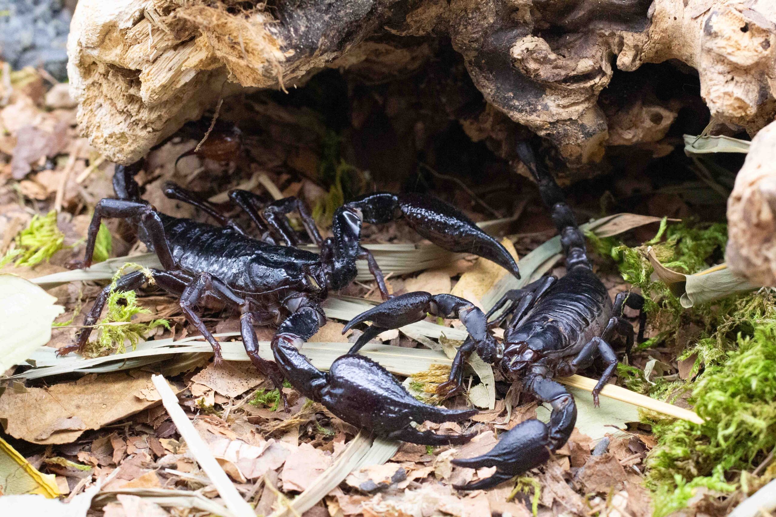 Heterometrus spinifer vs Heterometrus silenus Unterschied-Beitragsbild