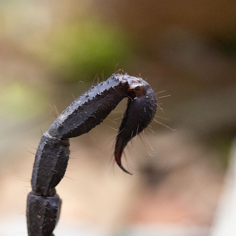 Heterometrus spinifer vs Heterometrus silenus Unterschied- Heterometrus silenus Giftblase