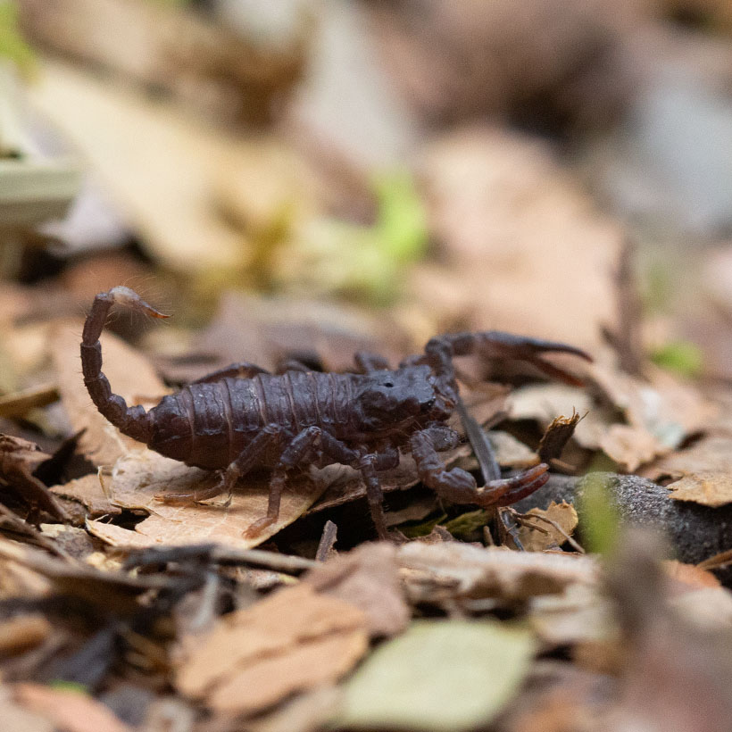 Heterometrus spinifer vs Heterometrus silenus Unterschied- Heterometrus silenus Jungtier