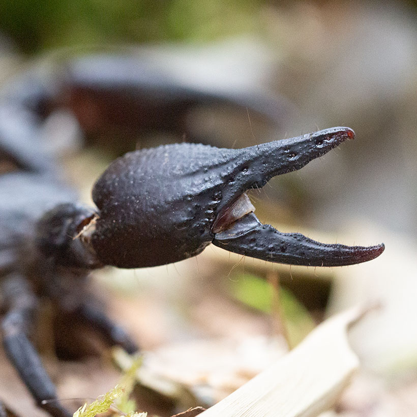 Heterometrus spinifer vs Heterometrus silenus Unterschied- Heterometrus silenus Pedipalpen