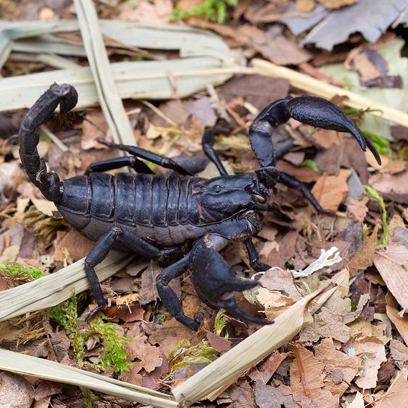 Heterometrus spinifer vs Heterometrus silenus Unterschied- Heterometrus silenus