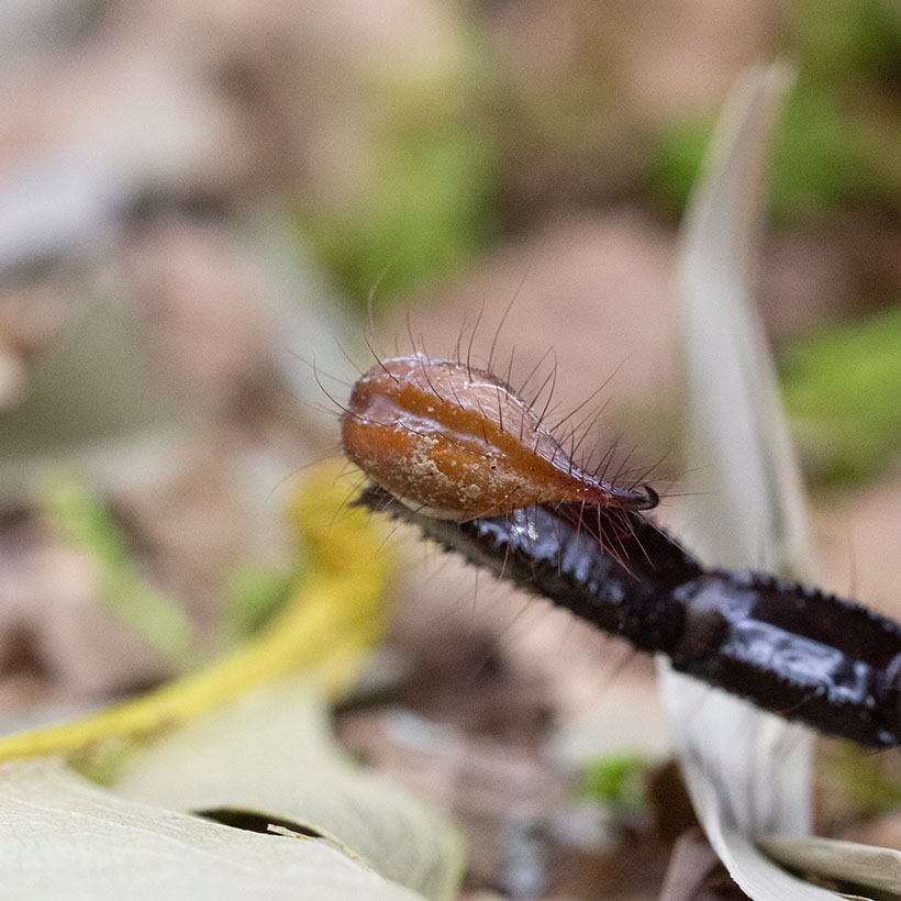 Heterometrus spinifer vs Heterometrus silenus Unterschied- Heterometrus spinifer Giftblase