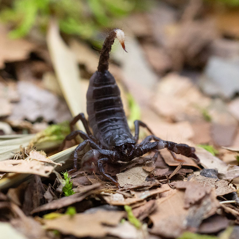 Heterometrus spinifer vs Heterometrus silenus Unterschied- Heterometrus spinifer Jungtier